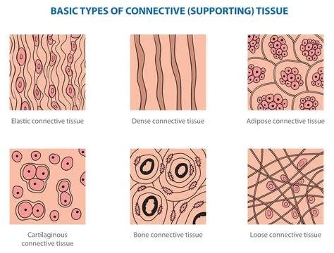 Connective tissue Stock Illustration