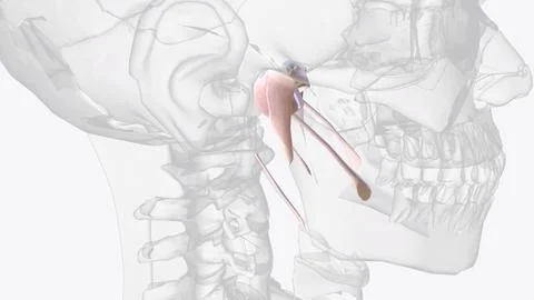 Connective tissue of jaw Stock Illustration