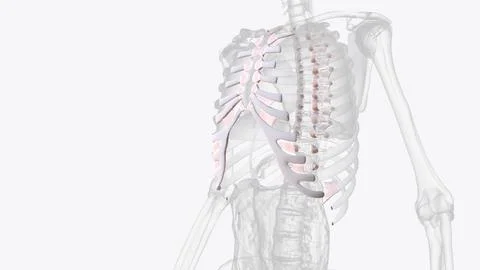 Connective tissue of rib cage Illustrazione stock