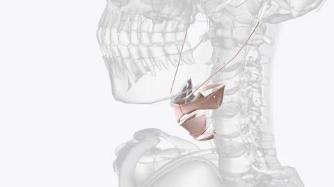Connective tissue of throat Stock Photos