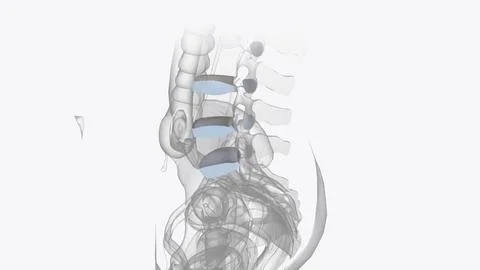 Connective tissue of vertebral column Stock Illustration