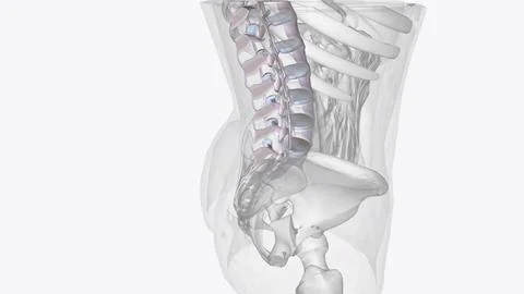 Connective tissue of vertebral column Stock Illustration