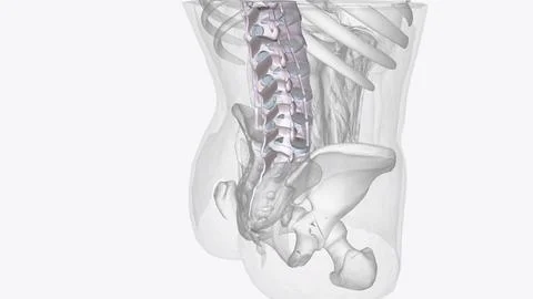 Connective tissue of vertebral column Stock Illustration
