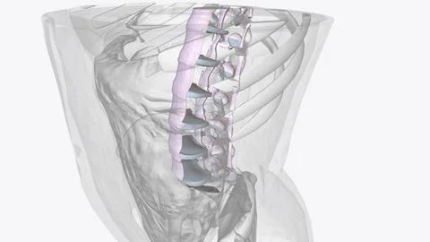 Connective tissue of vertebral column Stock Illustration