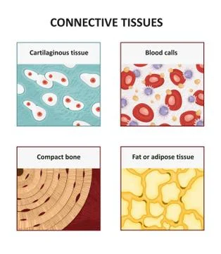 Connective tissues. Human anatomy Stock Illustration