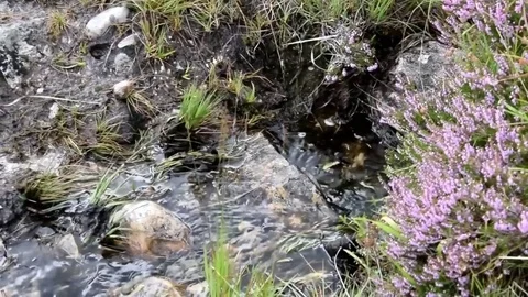 Connemara bog water Stock Footage 75583752