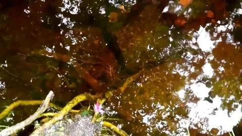 Connemara bog water Stock Footage 75583758