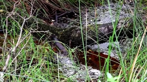 Connemara bog water Stock Footage 75583765