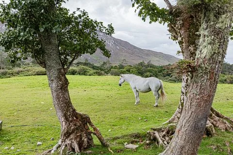 Connemara Stock Photos