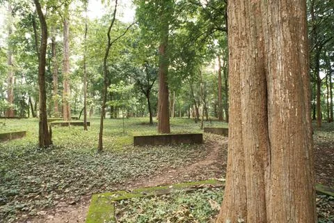 The Connolly s plot, nilambur oldest Teak trees plantation in world plante... Stock Photos
