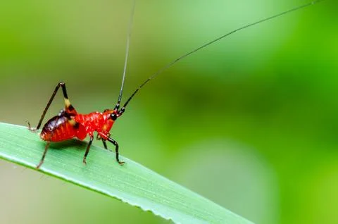 Conocephalus Melas tiny red Cricket Stock Photos