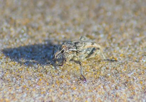 Conoderinae: Insects Macro Photography Stock Photos