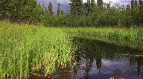 Conoe creek in Alaska 2 Stock Footage 30441174