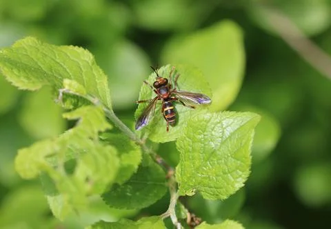 Conopid fly - Conops vesicularis Stock-Fotos