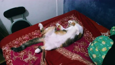 A conscious cat lay down in bed with weird position Video stock 278312929