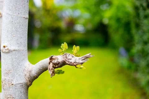 A consequence of the cold spring in Germany. The buds on a fig tree that i... Fotos de archivo