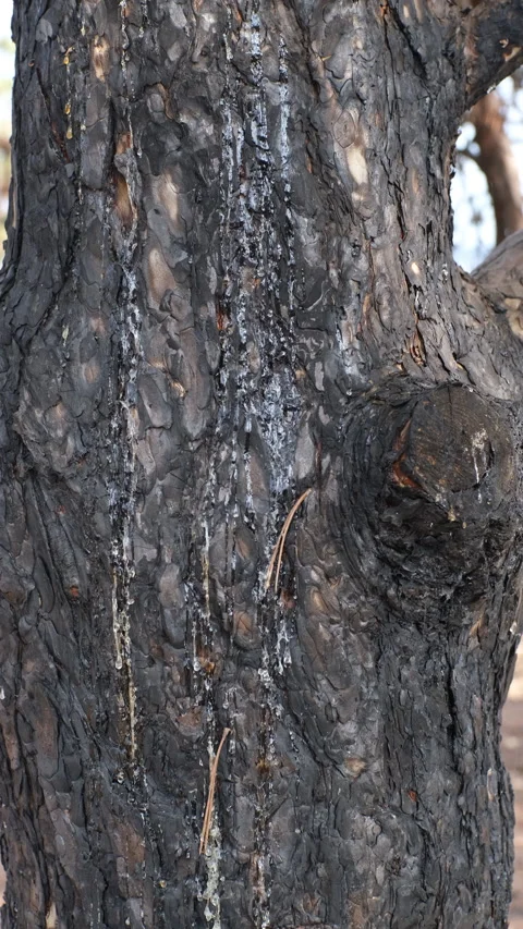 A consequence of a forest fire. a black  trunks of burnt pine trees with drops o Stock Footage 253890266