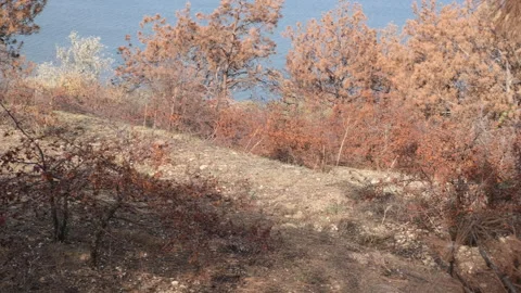 A consequence of a forest fire. a black  trunks of burnt pine trees with drops o Stock Footage 253890326