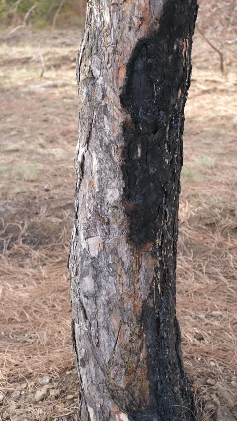 A consequence of a forest fire. a black  trunks of burnt pine trees with drops o Stock Footage 253890745