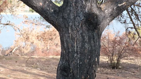 A consequence of a forest fire. a black  trunks of burnt pine trees with drops o Stock Footage 253892168
