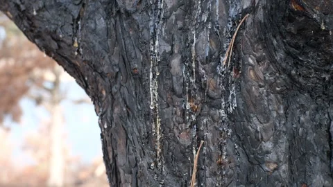 A consequence of a forest fire. a black  trunks of burnt pine trees with drops o Stock Footage 253892255