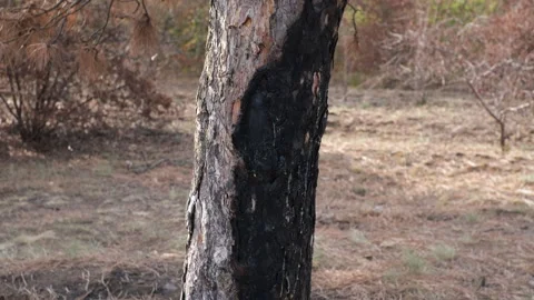 A consequence of a forest fire. a black  trunks of burnt pine trees with drops o Stock Footage 253892656
