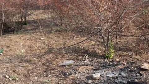 A consequence of a forest fire. a black  trunks of burnt pine trees with drops o Stock Footage 253892790