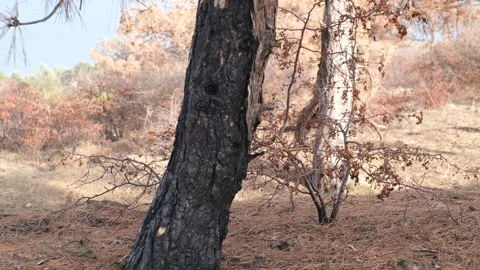 A consequence of a forest fire. a black  trunks of burnt pine trees with drops o Stock Footage 253893275