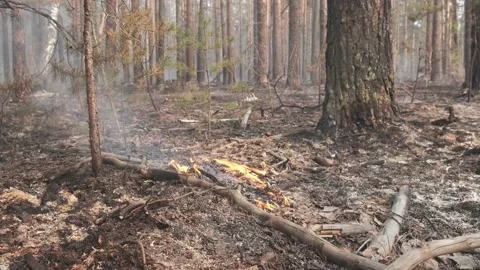 The consequence of a forest fire. burning branches and dry leaves, forest in Video stock 189204998