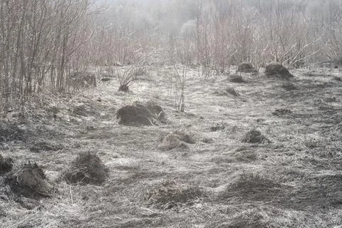 Consequence of a forest fire. Burnt grass and bushes. Stock Photos