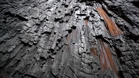 Consequence of global warming. Texture of zoomed in burnt sequoia tree in Stock-Footage 132124753