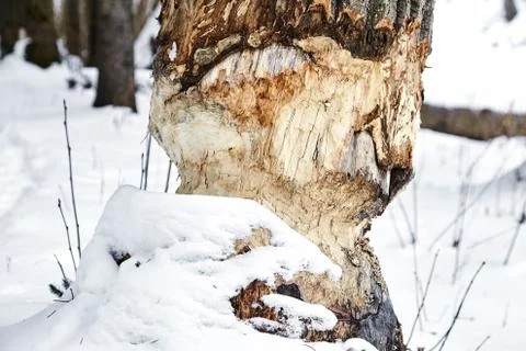 The consequence of the invasion of beavers. Traces of beaver teeth on wood Stock Photos