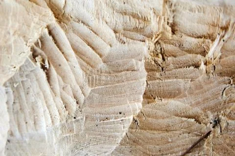 The consequence of the invasion of beavers. traces of beaver teeth on wood. Stock Photos