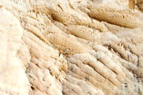 The consequence of the invasion of beavers. traces of beaver teeth on wood. Stock Photos