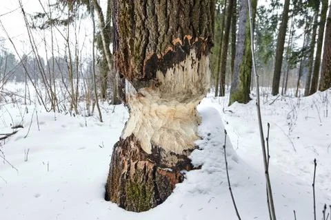 The consequence of the invasion of beavers. Traces of beaver teeth on wood. Stock Photos
