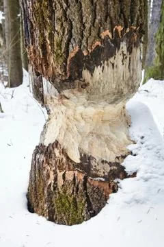 The consequence of the invasion of beavers. Traces of beaver teeth on wood. Stock Photos