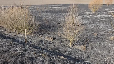 Consequences After Burnt Grass And Fire Stock Footage 303803761