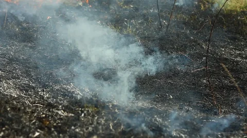 Consequences after a fire on the field. Stock Footage 127702998