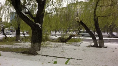Consequences after the typhoon. The wind broke the trees Stockbeeldmateriaal 74866892