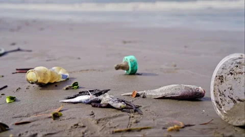 Consequences of environmental pollution. A dead young fish on the seashore. Stock Footage 241975015