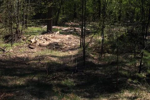 Consequences of felling trees in the forest. An empty space in the forest Stockfoto's