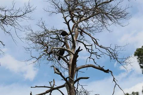 Consequences of a fire in the forest. Burnt dead trees against the background Stock Photos