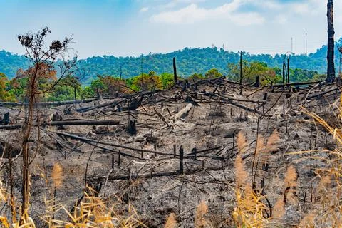 The consequences of a fire in the forest. Photos