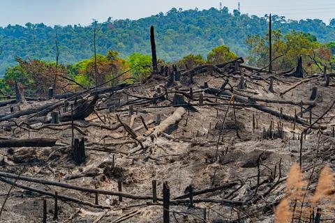 The consequences of a fire in the forest. Stock Photos