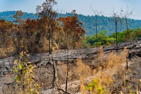 The consequences of a fire in the forest. Foto stock