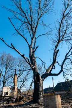 The consequences of a forest fire and arson of dry foliage.  Charred trees an 写真素材
