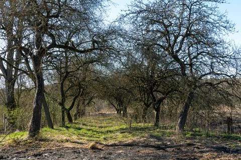 The consequences of a forest fire and arson of dry foliage.  Charred trees an 写真素材