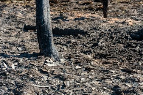 The consequences of a forest fire and arson of dry foliage.  Charred trees an 写真素材