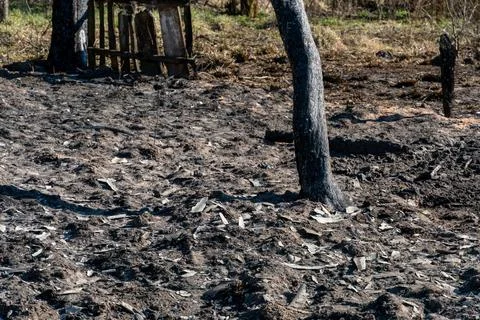 The consequences of a forest fire and arson of dry foliage.  Charred trees an 写真素材