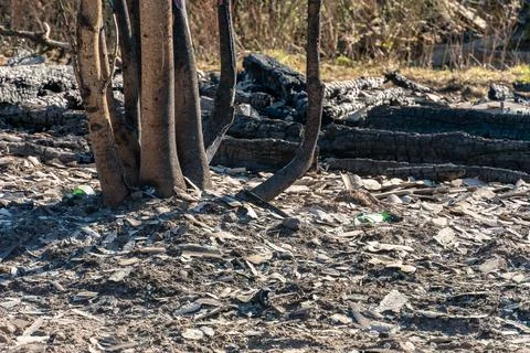 The consequences of a forest fire and arson of dry foliage.  Charred trees an 写真素材